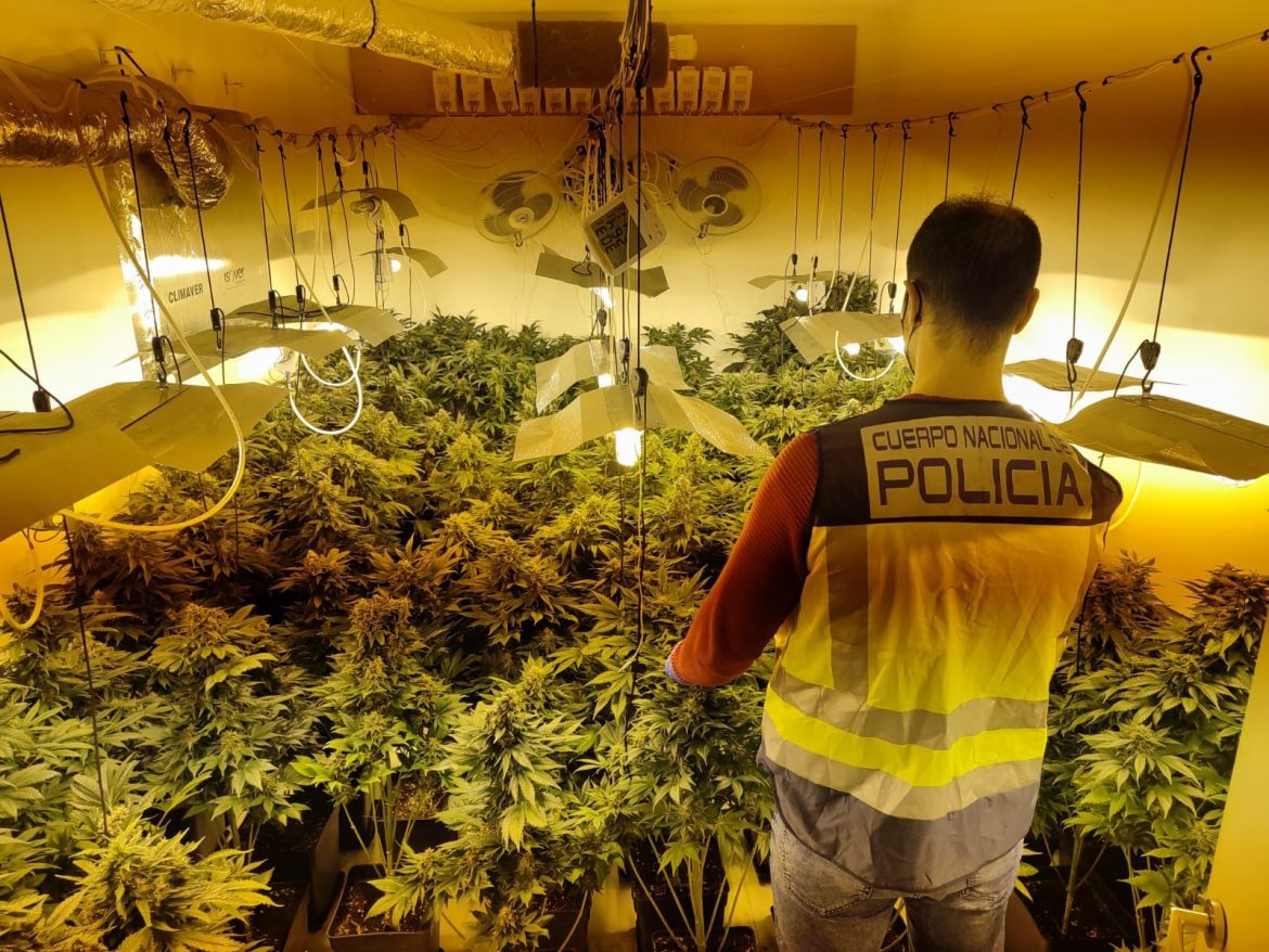 La Policía Nacional desarticula un punto de venta de sustancias estupefacientes y una plantación “indoor” de marihuana