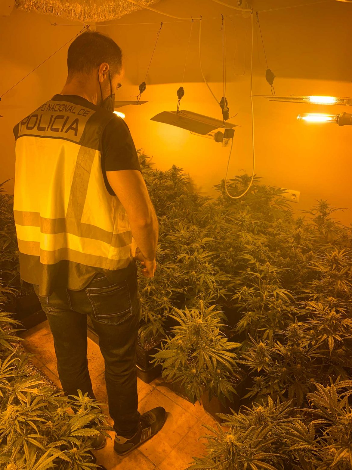 La Policía Nacional desmantela dos plantaciones indoor de marihuana en Chiva y Algemesí